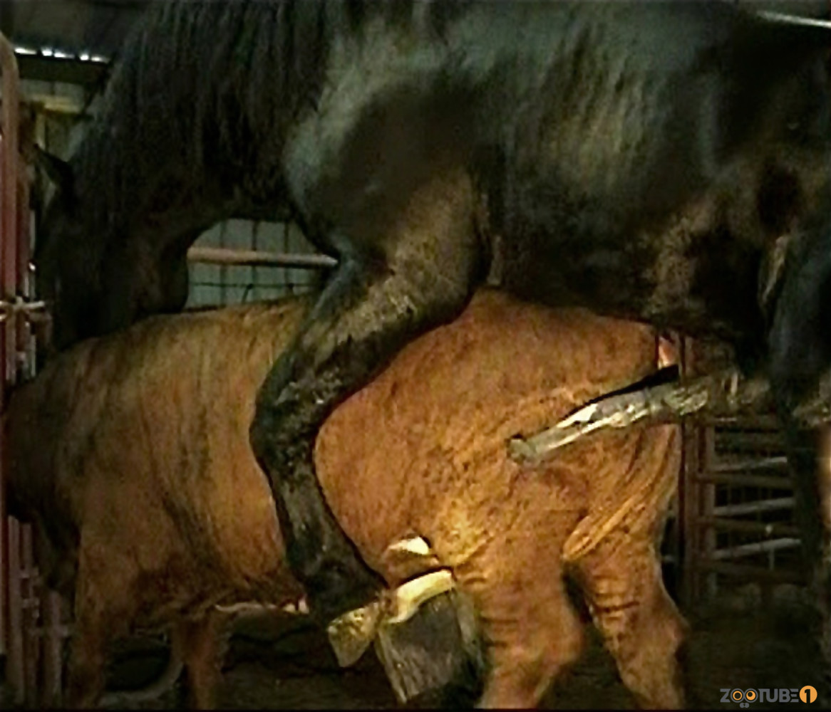 Blood Xxx Horsing - Brutal black stallion nicely bangs a brown cow from behind / Zoo Tube 1