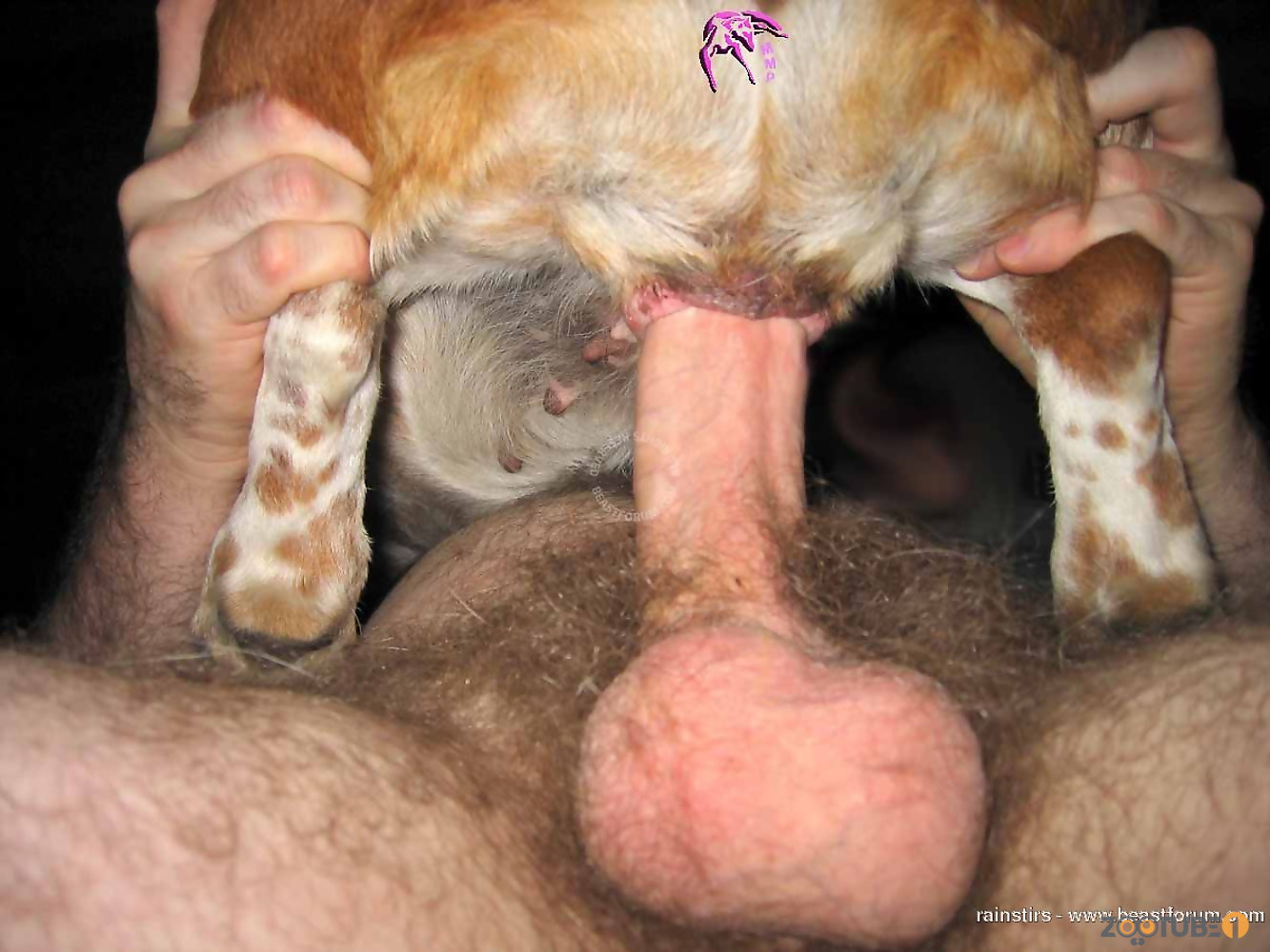 Animals Porn Pictures