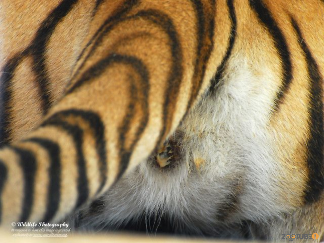 Tiger beastiality