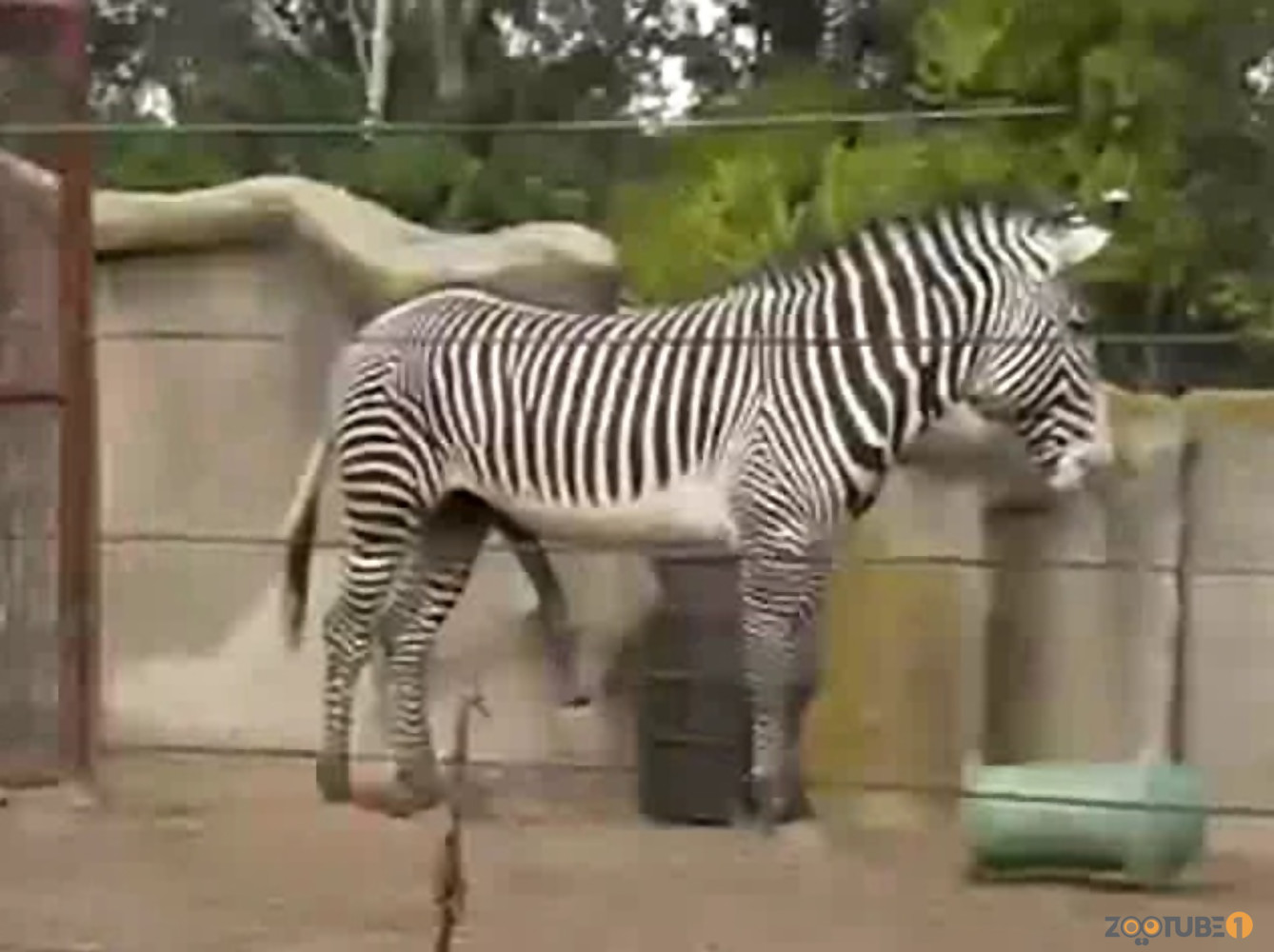 Zebra Animal Porn - Zebra with giant sausage bangs his gf so intensive