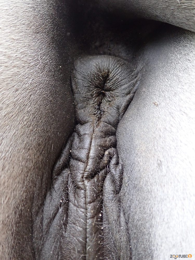Mare Butt Porn - sexy mare ass