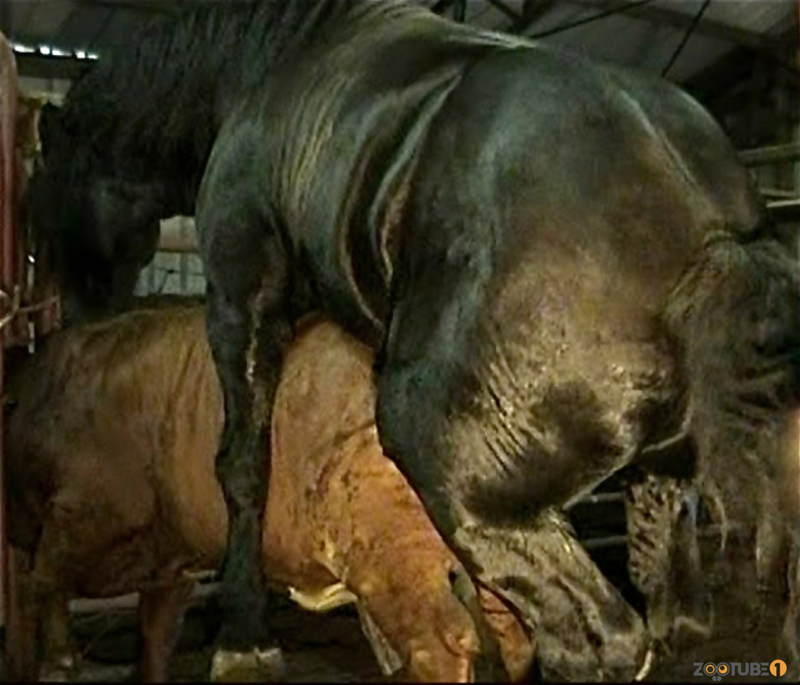 Brutal black stallion nicely bangs a brown cow from behind