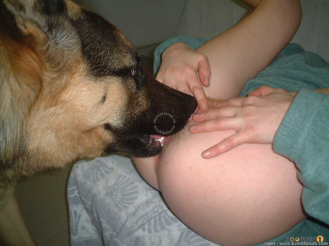Amateur oral bestiality action with a trained beast