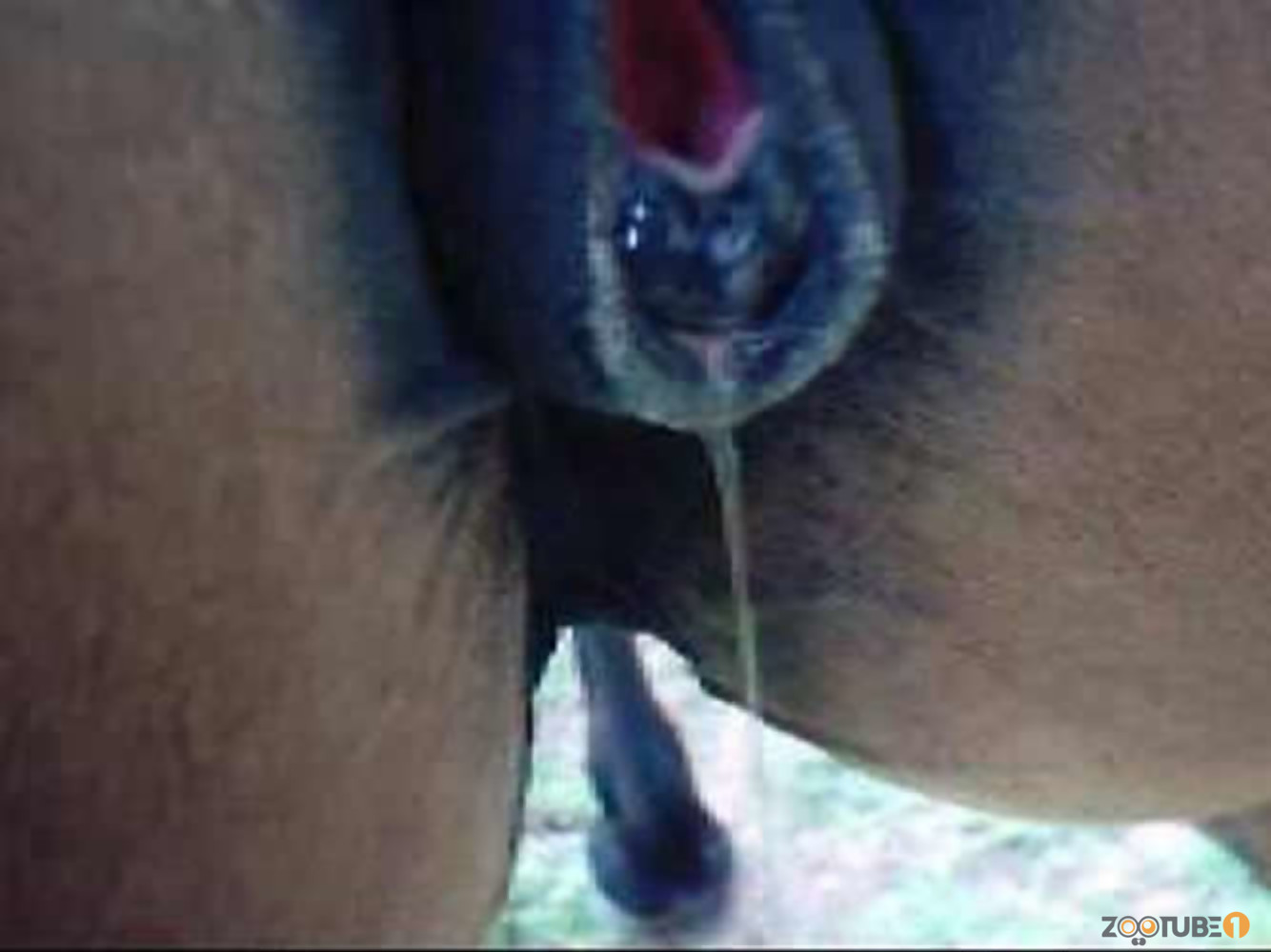 Horse with big brown ass is pissing in close-up