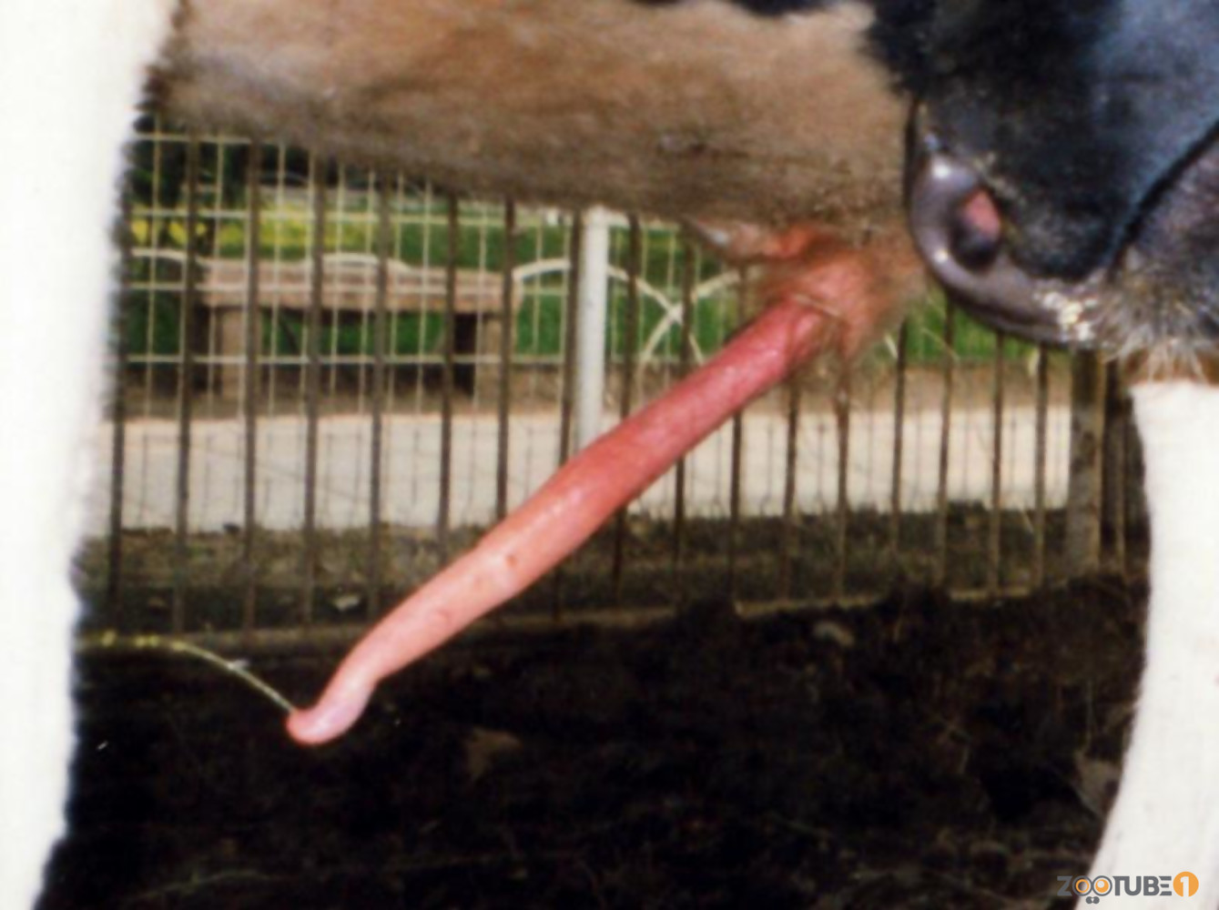 Man-fucks-cow-cums-in-her
