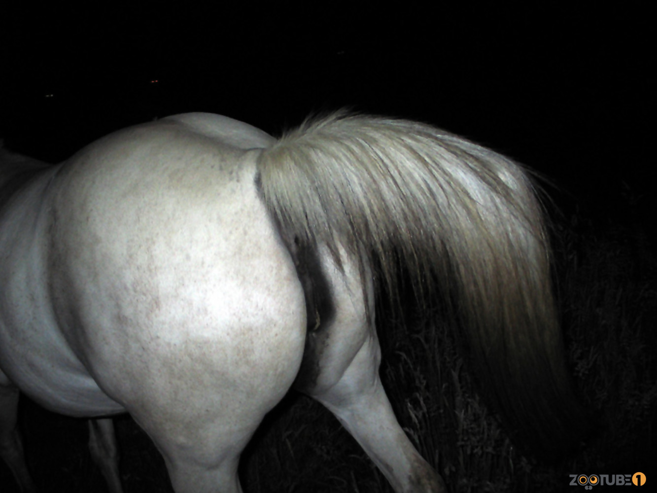 1333px x 1000px - Just stretching and exploring horse asshole in close-up