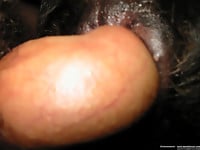 Slowly and sensually sticking my hard dick in a doggy's ass - picture 6
