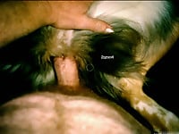 Perfect zoophilic dog sex action featuring my trained pet - picture 4