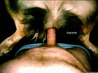 Perfect zoophilic dog sex action featuring my trained pet - picture 13