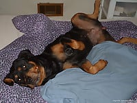 Brutal black dog adores anal stimulation and other nasty games - picture 1
