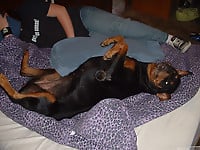 Brutal black dog adores anal stimulation and other nasty games - picture 2