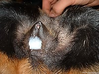 Brutal black dog adores anal stimulation and other nasty games - picture 10