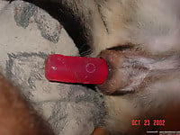 Just trying to stick my wife's sex toy in dog anal - picture 1