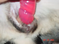 Just trying to stick my wife's sex toy in dog anal - picture 4