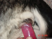 Just trying to stick my wife's sex toy in dog anal - picture 6