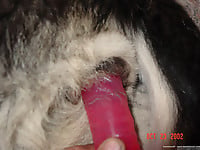 Just trying to stick my wife's sex toy in dog anal - picture 7