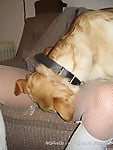 Stunning doggy gives my lusty wife a nice cunnilingus - picture 15