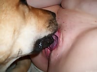 Brown doggy sensually licks a shaved pussy of a passionate dog - picture 13