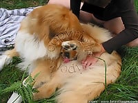Female zoophile is sucking her doggy's cock on the grass - picture 12