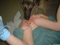 Amateur oral bestiality action with a trained beast - picture 12