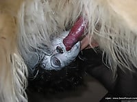 Masked bitch in black stockings gets her pussy licked by dog - picture 26