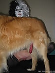 Masked bitch in black stockings gets her pussy licked by dog - picture 28