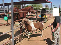 Farm animality action featuring a trained pony - picture 1