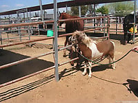 Farm animality action featuring a trained pony - picture 3