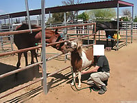 Farm animality action featuring a trained pony - picture 4