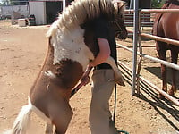 Farm animality action featuring a trained pony - picture 5