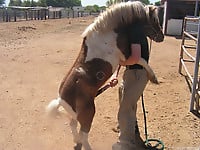 Farm animality action featuring a trained pony - picture 6