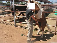 Farm animality action featuring a trained pony - picture 7