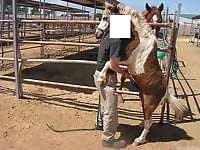Farm animality action featuring a trained pony - picture 8