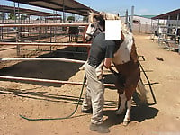 Farm animality action featuring a trained pony - picture 9