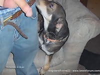 Dirty man zoofil gets anally banged by the dog - picture 2