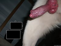 Male zoophile is sucking a doggy dick with pleasure and love - picture 4