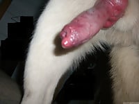 Male zoophile is sucking a doggy dick with pleasure and love - picture 5
