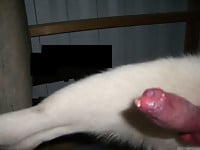 Male zoophile is sucking a doggy dick with pleasure and love - picture 6