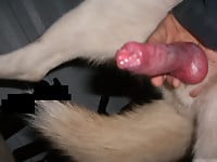 Male zoophile is sucking a doggy dick with pleasure and love - picture 8