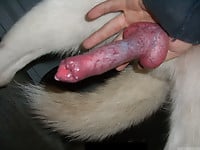 Male zoophile is sucking a doggy dick with pleasure and love - picture 9