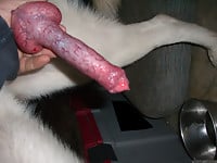 Male zoophile is sucking a doggy dick with pleasure and love - picture 12