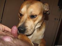 Male zoophile is sucking a doggy dick with pleasure and love - picture 19