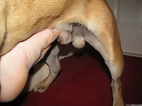 Male zoophile is sucking a doggy dick with pleasure and love - picture 22