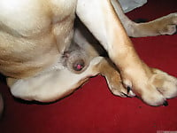 Male zoophile is sucking a doggy dick with pleasure and love - picture 24