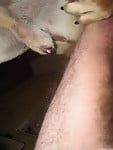 Male zoophile is sucking a doggy dick with pleasure and love - picture 26