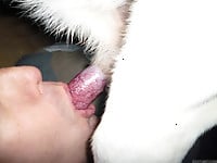 Male zoophile is sucking a doggy dick with pleasure and love - picture 27
