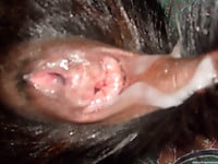 This doggy's tight anal hole looks so attractive - picture 22