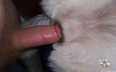 White doggy with tight anal hole deserves my boner - picture 2