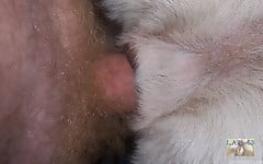 White doggy with tight anal hole deserves my boner - picture 5