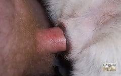 White doggy with tight anal hole deserves my boner - picture 7